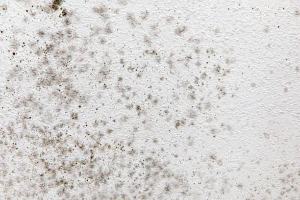 Trusted Vero Beach South, FL Mold Removal Experts
