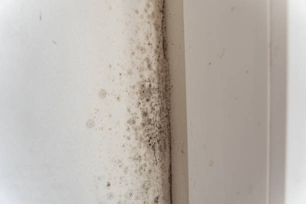 Forensic Mold Investigation in Vero Beach South, FL