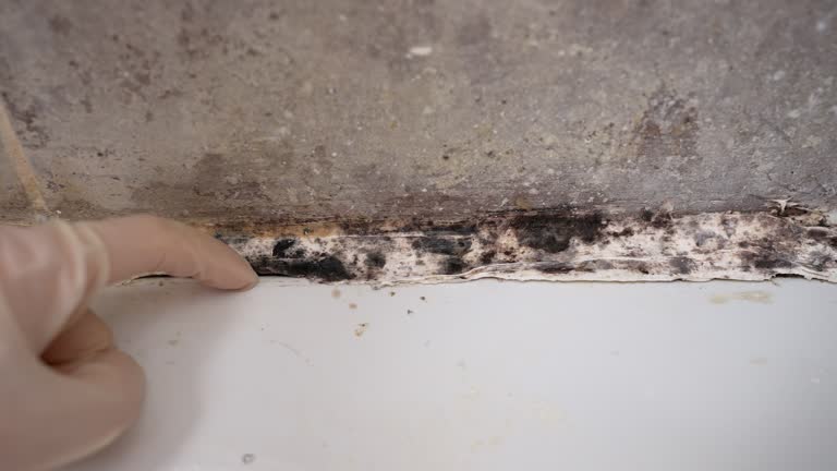 Best Mold Remediation for Healthcare Facilities  in Vero Beach South, FL