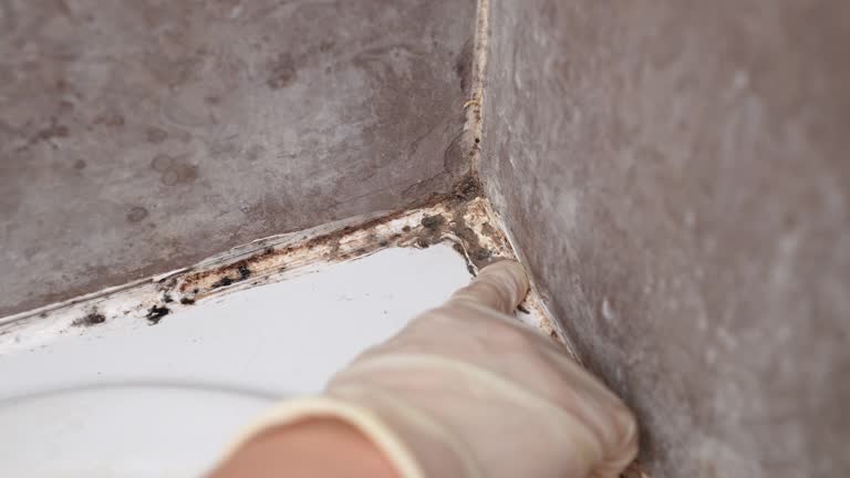Best Water Damage & Mold Remediation  in Vero Beach South, FL