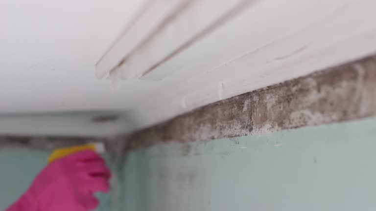 Best Airborne Mold Testing  in Vero Beach South, FL